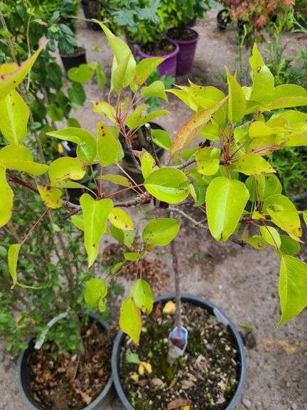 Pyrus Autumn Blaze, Cheyenne Privet