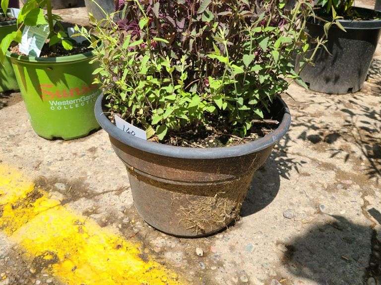 Japanese Spirea