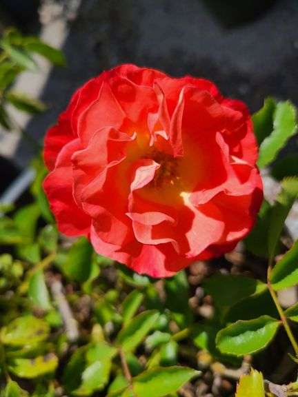 2) Rose Bushes