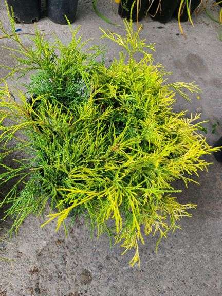4) False Cypress