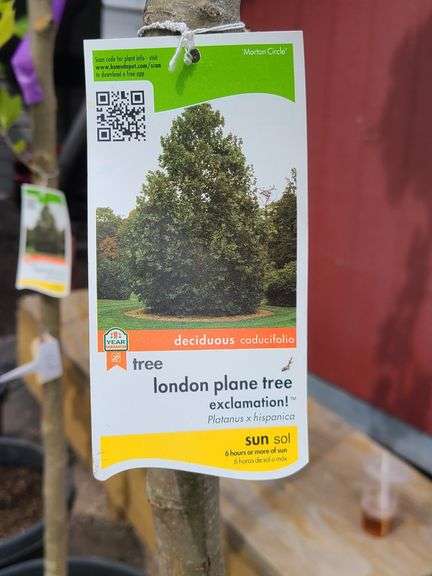 London Plane Tree