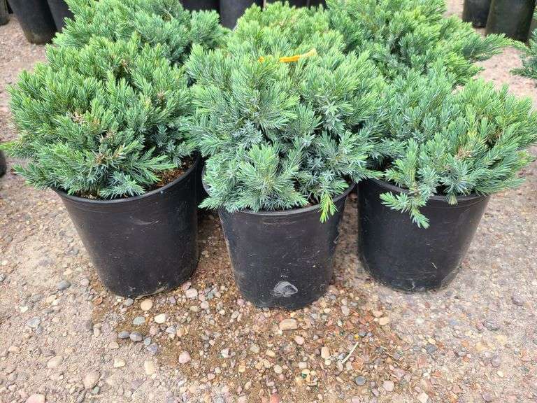 6) Blue Star Juniper