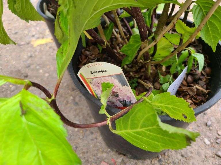 2) Hydrangea