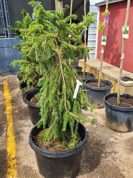 Weeping Norway Spruce