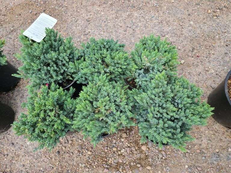 6) Blue Star Juniper