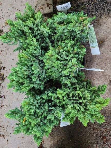 6) Blue Star Juniper