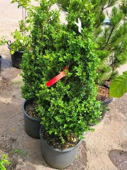 2) Bushes