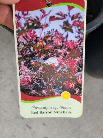 5) Red Barron Ninebark