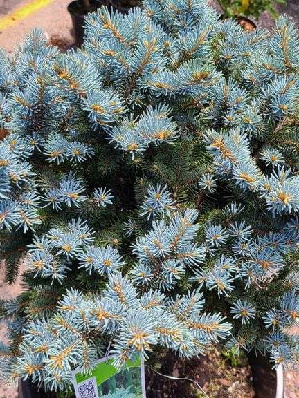 Dwarf Colorado Blue Spruce