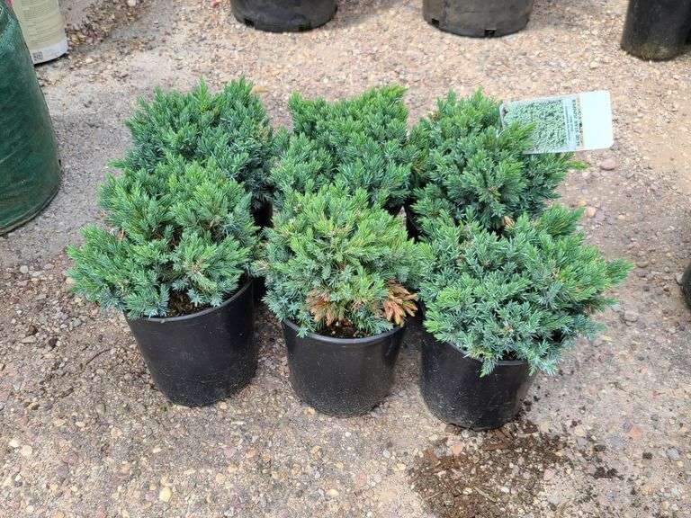 6) Blue Star Juniper