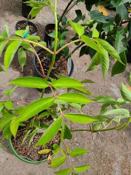 Bob Gordon Elderberry