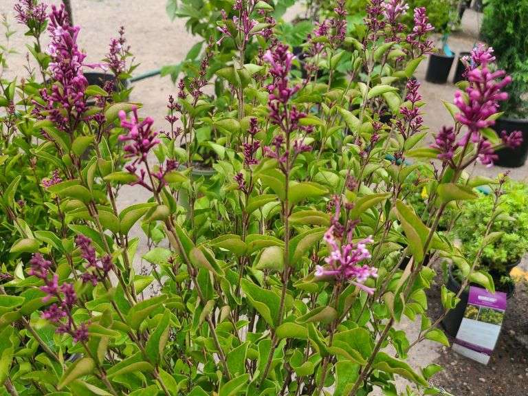 2) Reblooming Lilac