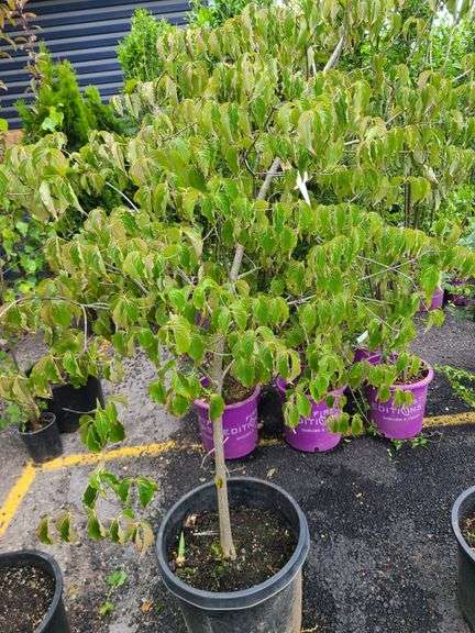 Chinese Dogwood