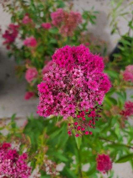 3) Neon Flash Spirea