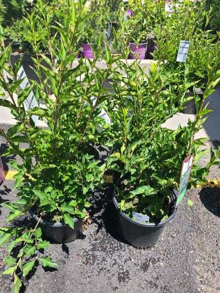4) Miss Kim Lilac Plants