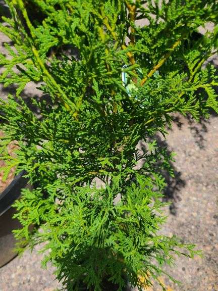 Thuja Skybound Arborvitae
