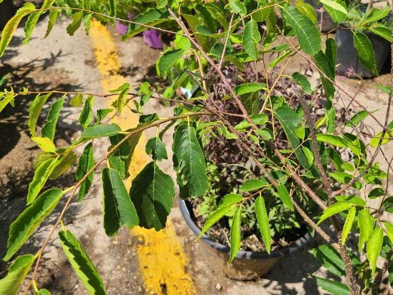 Dwarf Zelkova