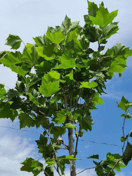 Northern Red Oak