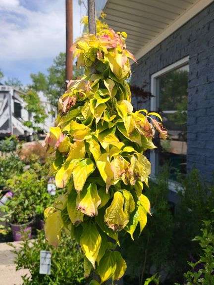 Persian Ironwood