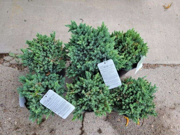 6) Blue Star Juniper