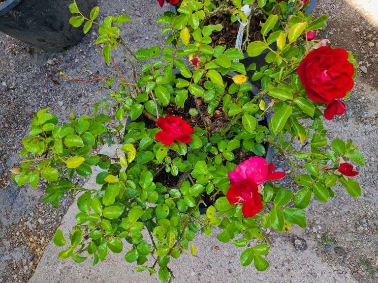 2) Rose Bush