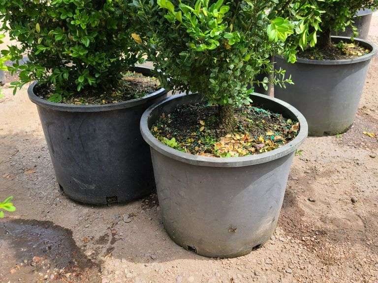 2) Bushes