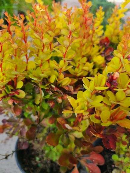 4) Orange Torch Barberry