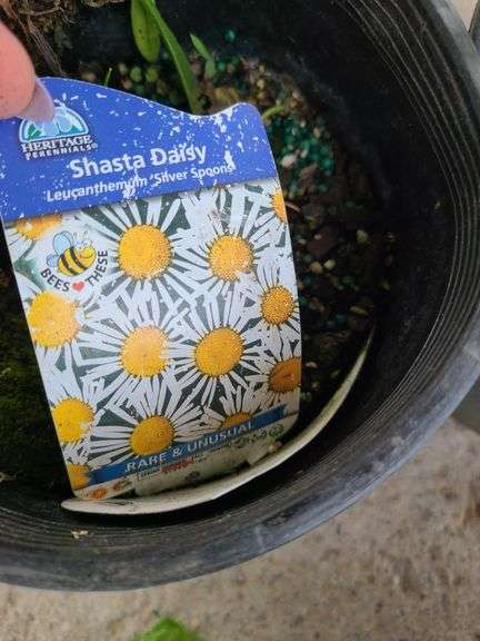 2) Shasta Daisies