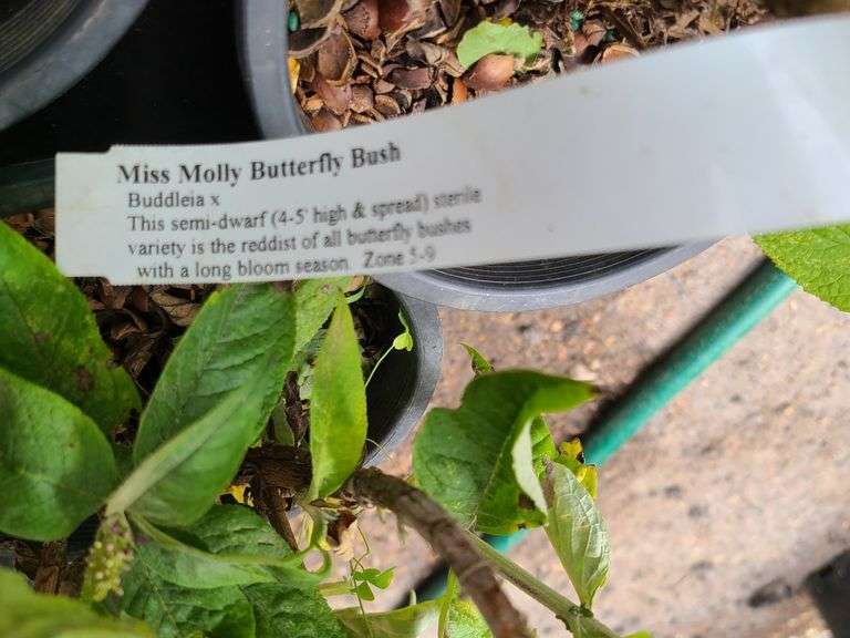 3) Miss Molly Butterfly Bush