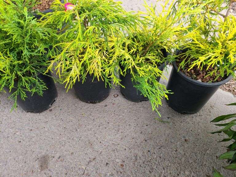 4) False Cypress