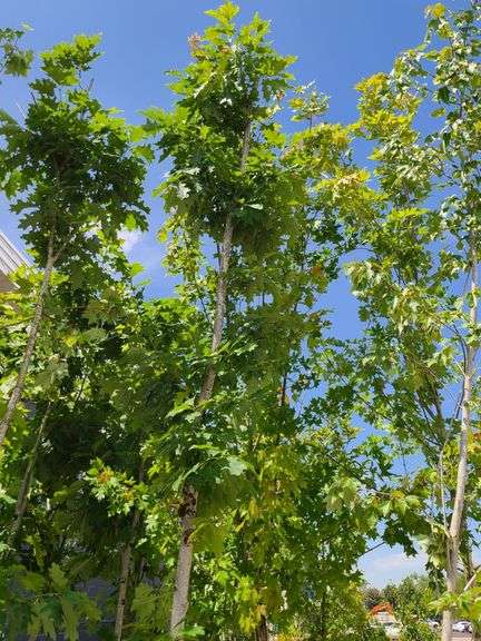 Northern Red Oak