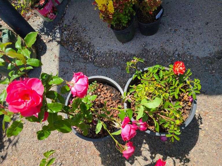 2) Rose Bushes