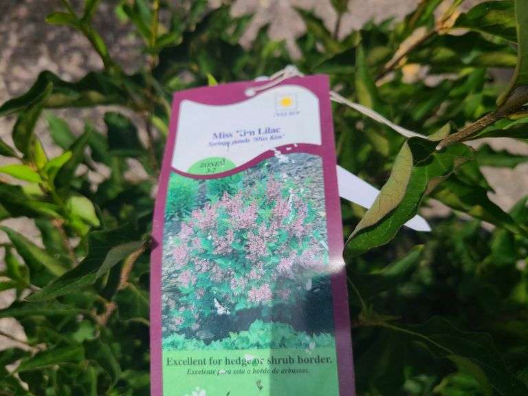 4) Miss Kim Lilac Plants