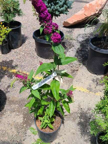 Blue Chip Butterfly Bush