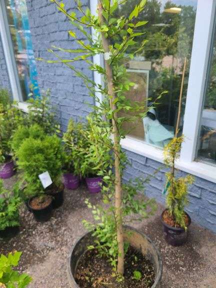 Siberian Elm