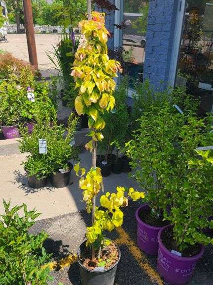 Persian Ironwood
