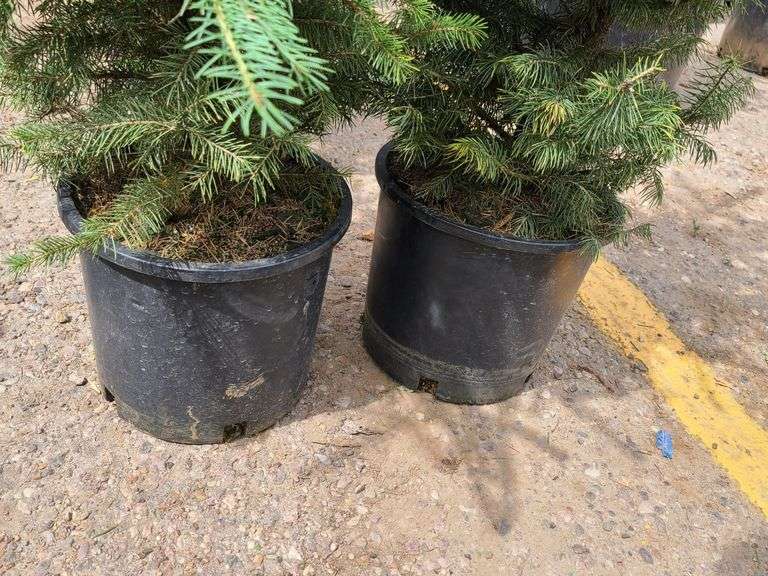 2) Colorado Blue Spruce