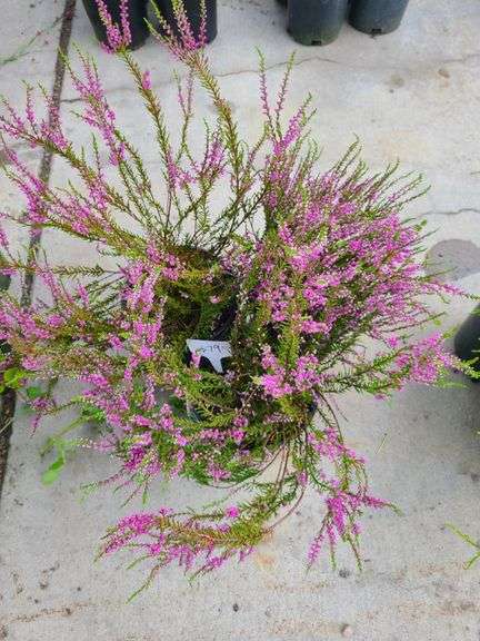 3) Purple Heather Calluna Vulgaris