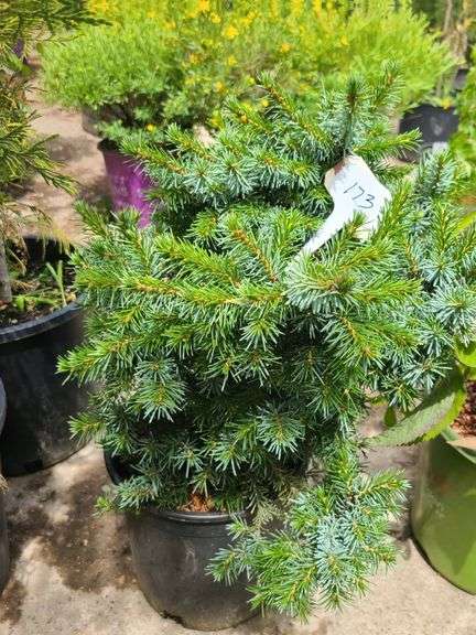Pine