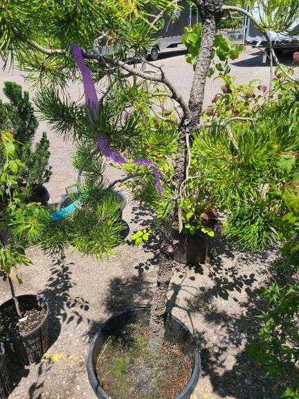 White Pine
