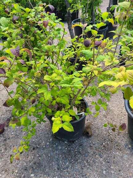 Raspberry Plant