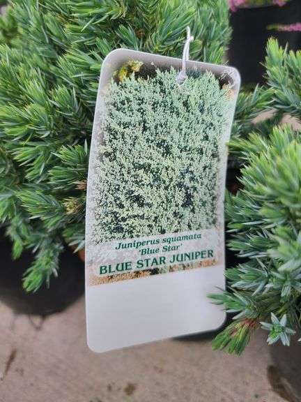 4) Blue Star Juniper