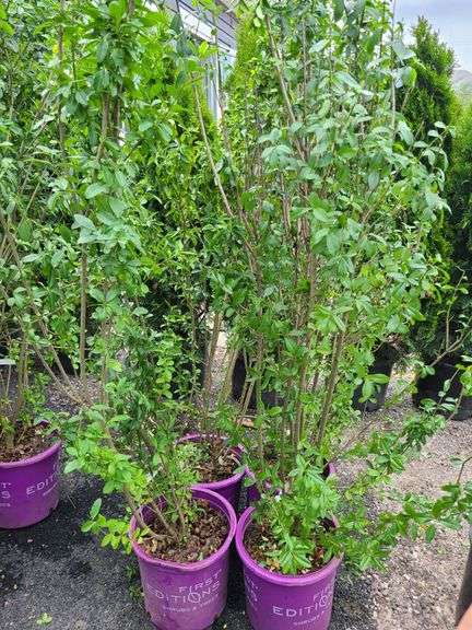 4) Straight Talk® Privet