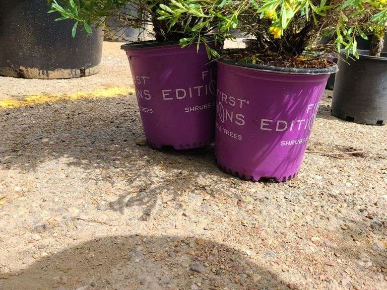 3) Cobalt-N-Gold Hypericum