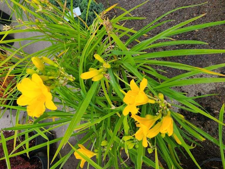 6) Daylily