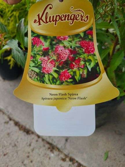 2) Neon Flash Spirea