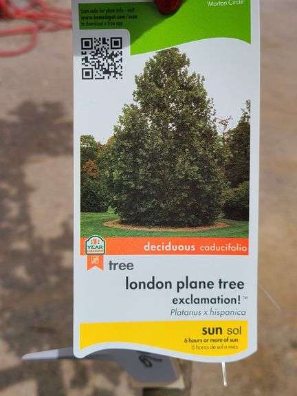 London Plane Tree