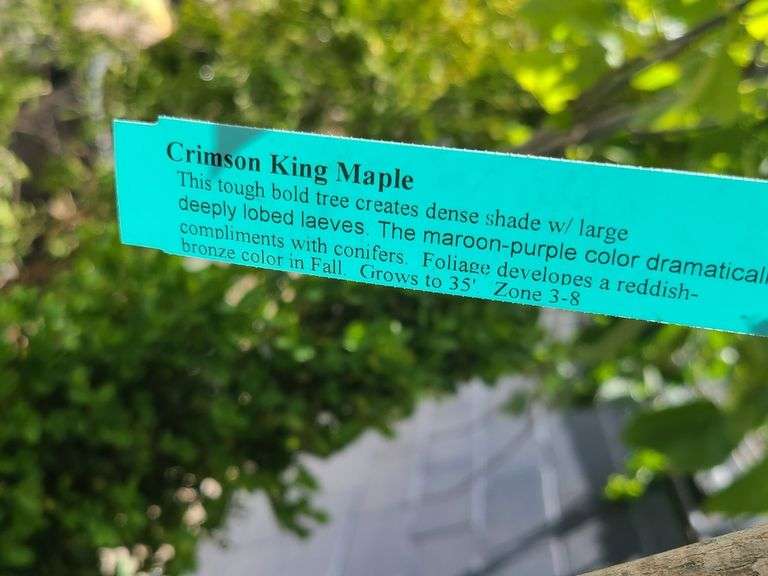 Crimson King Maple