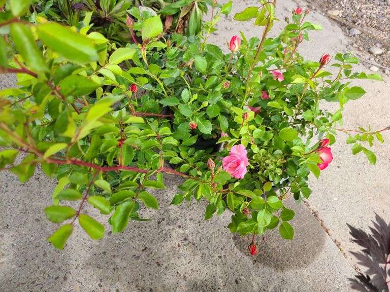 3) Rose Bushes
