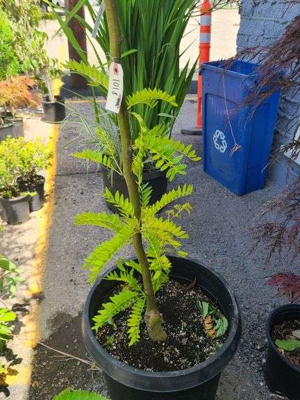 Honey Locust